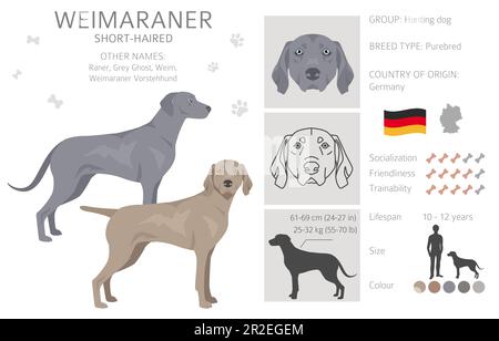 Weimaraner verkürzte Hundeklippe. Alle Mantelfarben eingestellt. Infografik zu den Merkmalen aller Hunderassen. Vektordarstellung Stock Vektor