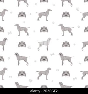 Weimaraner-Kurzhund-Nahtloses Muster. Alle Mantelfarben eingestellt. Infografik zu den Merkmalen aller Hunderassen. Vektordarstellung Stock Vektor