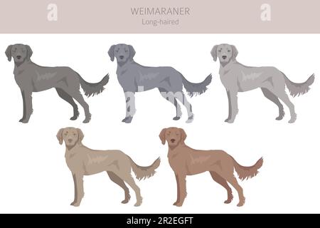 Weimaraner-Langhair-Hundeklipart. Alle Mantelfarben eingestellt. Infografik zu den Merkmalen aller Hunderassen. Vektordarstellung Stock Vektor