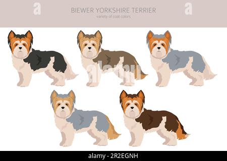 Biewer Yorkshire Terrier Clipart. Verschiedene Posen, Fellfarben eingestellt. Vektorgrafik Stock Vektor