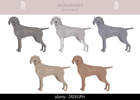 Weimaraner verkürzte Hundeklippe. Alle Mantelfarben eingestellt. Infografik zu den Merkmalen aller Hunderassen. Vektordarstellung Stock Vektor