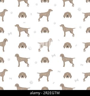 Weimaraner-Kurzhund-Nahtloses Muster. Alle Mantelfarben eingestellt. Infografik zu den Merkmalen aller Hunderassen. Vektordarstellung Stock Vektor