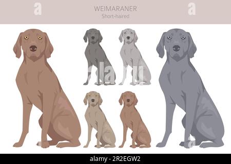 Weimaraner verkürzte Hundeklippe. Alle Mantelfarben eingestellt. Infografik zu den Merkmalen aller Hunderassen. Vektordarstellung Stock Vektor