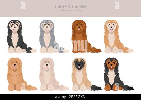 Tibetischer Terrier Clipart. Verschiedene Posen, Fellfarben eingestellt. Vektorgrafik Stock Vektor