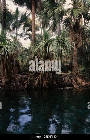 Mataranka ist eine Stadt und Ortschaft im nördlichen Territorium Australiens, die sich etwa 420 km (260 Meilen) befindet. südöstlich der Landeshauptstadt Darwin, A Stockfoto