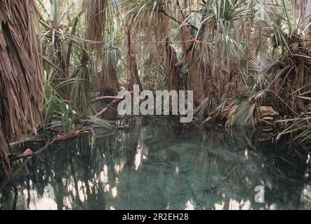 Mataranka ist eine Stadt und Ortschaft im nördlichen Territorium Australiens, die sich etwa 420 km (260 Meilen) befindet. südöstlich der Landeshauptstadt Darwin, A Stockfoto