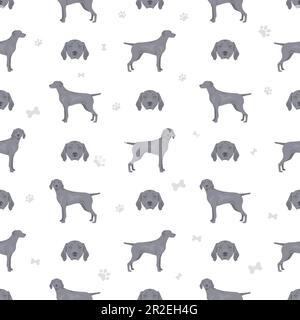 Weimaraner-Kurzhund-Nahtloses Muster. Alle Mantelfarben eingestellt. Infografik zu den Merkmalen aller Hunderassen. Vektordarstellung Stock Vektor