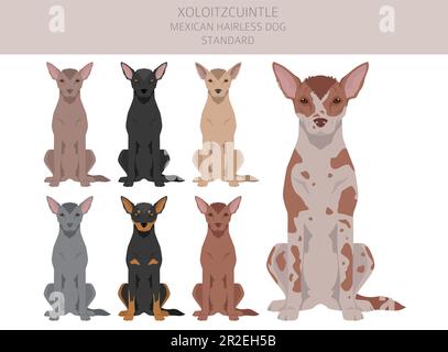 Xoloitzcuintle, mexikanische haarlose Hund Standard Clipart. Verschiedene Posen, Fellfarben eingestellt. Vektorgrafik Stock Vektor