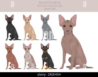 Xoloitzcuintle, mexikanische haarlose Hund Miniatur Clipart. Verschiedene Posen, Fellfarben eingestellt. Vektorgrafik Stock Vektor