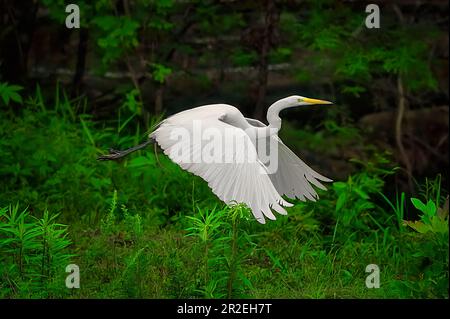 Ein großer Egret (Ardea alba) fliegt tief zum Boden, während er neben den dunklen Wäldern im Noxubee Wildlife Refuge vorbeifliegt. Stockfoto