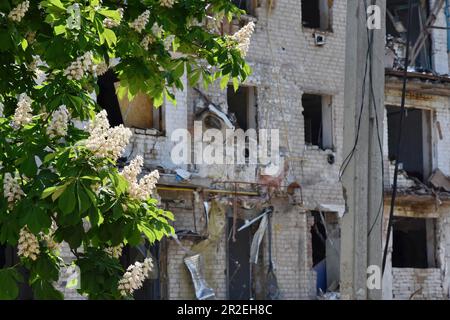 Huliaipole, Ukraine. 18. Mai 2023. Blütenkastanie ist vom Wohngebäude zu sehen, das durch russische Muscheln schwer beschädigt wurde. Kriegskrise in Huliaipole, Ukraine Kredit: SOPA Images Limited/Alamy Live News Stockfoto