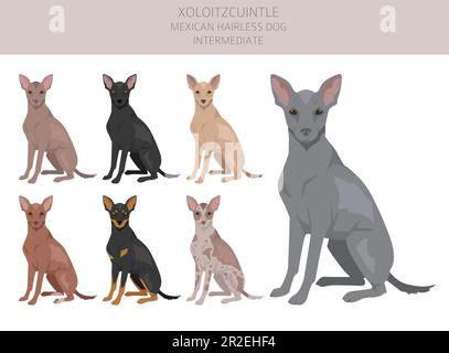 Xoloitzcuintle, mexikanischer haarloser Hund mit Zwischenclipart. Verschiedene Posen, Fellfarben eingestellt. Vektorgrafik Stock Vektor