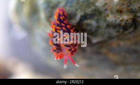 Rainbow Sea Slug Nudibranch in Rock Pool Falmouth Cornwall UK Stockfoto