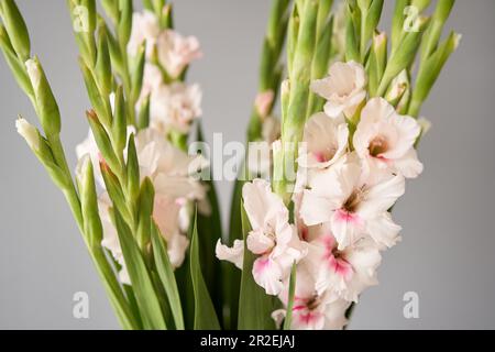 gladiolus in Vase. Zarte Blütenblätter schließen sich. Natürliche Blumenkulisse. Wunderschöne Blumengrußkarte Stockfoto