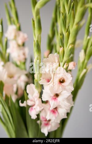 gladiolus in Vase. Zarte Blütenblätter schließen sich. Natürliche Blumenkulisse. Wunderschöne Blumengrußkarte Stockfoto