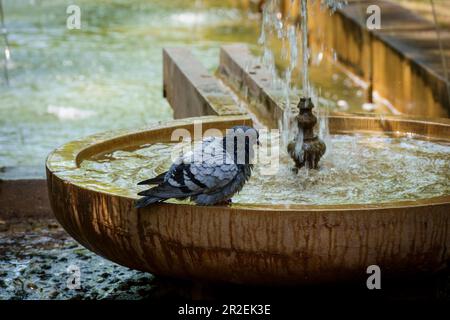 Tauben erfrischend, Garten des Königsgartens, Palma, Mallorca, Balearen, Spanien Stockfoto