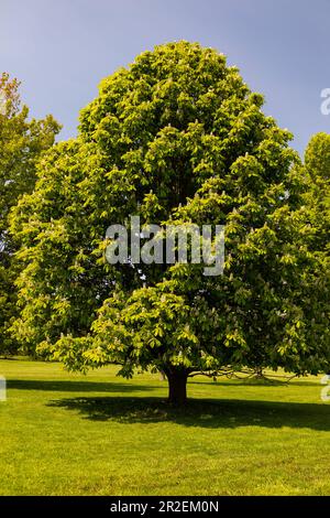 Royal Botanical Gardens Arboretum Hamilton Ontario Kanada. Der Kastanienbaum (Aesculus hippocastanum). Stockfoto