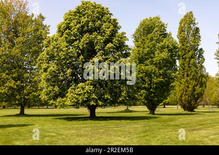 Royal Botanical Gardens Arboretum Hamilton Ontario Kanada. Der Kastanienbaum (Aesculus hippocastanum). Stockfoto