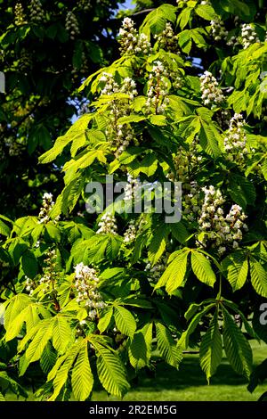 Royal Botanical Gardens Arboretum Hamilton Ontario Kanada. Der Kastanienbaum (Aesculus hippocastanum). Stockfoto