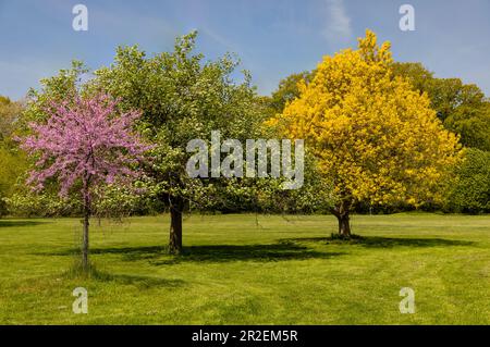 Royal Botanical Gardens Arboretum Hamilton Ontario Kanada. (Östlicher Redbud Cercis canadensis) (Hawthorn Crataegus mordenensis) (Manitoba Maple Acer ne Stockfoto