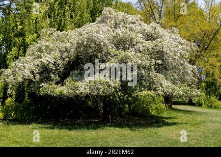 Royal Botanical Gardens Arboretum Hamilton Ontario Kanada. Blühender Krabbenbaum. Stockfoto