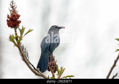 Ein grauer Katzenvogel auf einem Ast, der von einem Sumac-Baum im Südwesten Ontario, Kanada, isst. Stockfoto