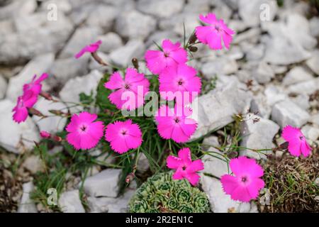 Rosa karthusische Nelke blüht in Gesteinsschutt, Dianthus carthusianorum, Vette Grandi, Rifugio Dal Piaz, Feltre, Bellunesischer Dolomiten-Nationalpark, Stockfoto