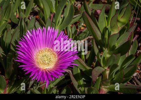 Rosa Blüten einer schweinefläche (Carpobrotus edulis), mediterrane Sukkulente. Stockfoto