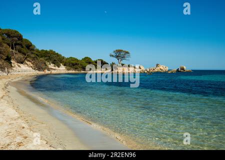 Strand und Kiefern, Palombaggia, Porto Vecchio, Corse-du-Sud, Korsika, Frankreich Stockfoto