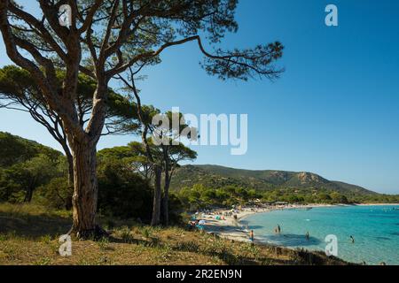 Strand und Kiefern, Palombaggia, Porto Vecchio, Corse-du-Sud, Korsika, Frankreich Stockfoto