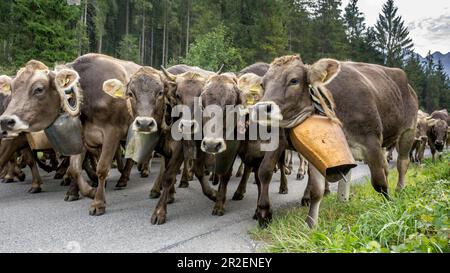 Kühe mit Kuhglocken laufen in der Herde auf bewaldeten Straßen in den Bergen. Deutschland, Bayern, Oberallgäu, Oberstdorf Stockfoto