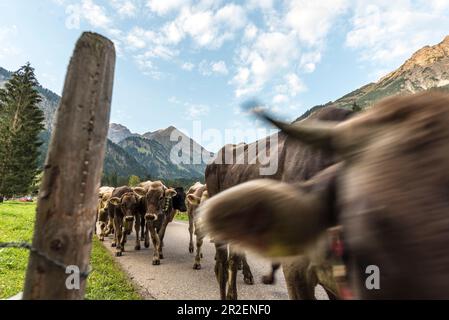 Kühe mit Kuhglocken laufen in der Herde auf bewaldeten Straßen in den Bergen. Deutschland, Bayern, Oberallgäu, Oberstdorf Stockfoto