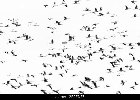 Viele Kräne fliegen in einer chaotischen Formation am Himmel. Unmittelbar nach dem Beginn der Vögel weiterfahren. Konvertierung des Bildes in Schwarzweiß Stockfoto