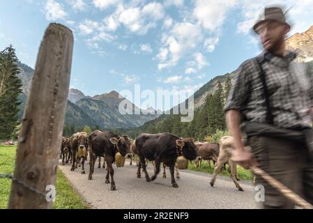 Hirten und Kühe laufen in der Herde mit Kuhglocken aus den Bergen über Straßen und Pässe, Deutschland, Bayern, Oberallgäu, Oberstdorf Stockfoto