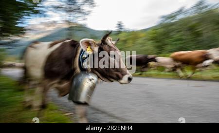 Kühe laufen in der Herde mit Kuhglocken aus den Bergen über Straßen und Pässe, Deutschland, Bayern, Oberallgäu, Oberstdorf Stockfoto