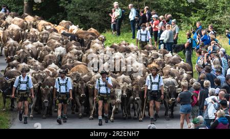 Traditionelle Hirten und Kühe mit Kuhglocken laufen in der Herde auf bewaldeten Bergstraßen. Deutschland, Bayern, Oberallgäu, Oberstdorf Stockfoto