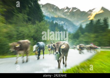 Kühe mit Kuhglocken laufen in der Herde auf bewaldeten Straßen in den Bergen. Deutschland, Bayern, Oberallgäu, Oberstdorf Stockfoto