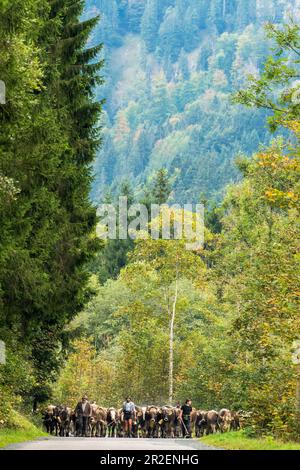 Hirten und Kühe mit Kuhglocken laufen in der Herde auf bewaldeten Straßen in den Bergen. Deutschland, Bayern, Oberallgäu, Oberstdorf Stockfoto