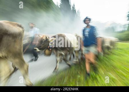 Hirten und Kühe mit Kuhglocken laufen in der Herde auf bewaldeten Straßen in den Bergen. Deutschland, Bayern, Oberallgäu, Oberstdorf Stockfoto