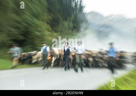 Hirten und Kühe mit Kuhglocken laufen in der Herde auf bewaldeten Straßen in den Bergen. Deutschland, Bayern, Oberallgäu, Oberstdorf Stockfoto