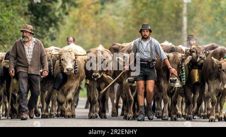 Hirten und Kühe mit Kuhglocken laufen in der Herde auf bewaldeten Straßen in den Bergen. Deutschland, Bayern, Oberallgäu, Oberstdorf Stockfoto