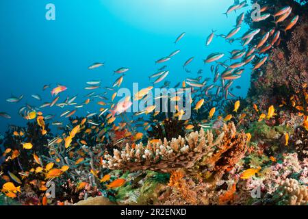 Farbenfrohes Korallenriff, Ari-Atoll, Indischer Ozean, Malediven Stockfoto