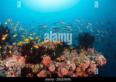 Farbenfrohes Korallenriff, Ari-Atoll, Indischer Ozean, Malediven Stockfoto