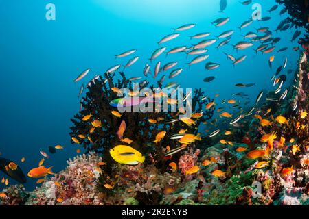 Farbenfrohes Korallenriff, Ari-Atoll, Indischer Ozean, Malediven Stockfoto