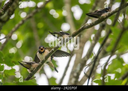 Junge Schwalben sitzen auf einem Ast und betteln um Essen, Deutschland, Bayern, Allgäu Stockfoto