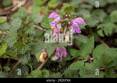 Violette Nesselblüten (Lamium purpureum) blühen im Frühling. Stockfoto