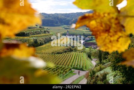 Weinfelder im Herbst in Altvogtsburg am Kaiserstuhl bei Freiburg, Baden-Württemberg Stockfoto