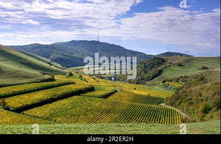 Weinfelder im Herbst in Altvogtsburg am Kaiserstuhl bei Freiburg, Baden-Württemberg Stockfoto