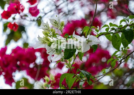 Weiße und rote bougainville Flowers, Paraty, Rio de Janeiro, Brasilien, Südamerika Stockfoto