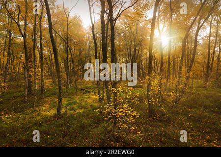 Birken auf dem Wanderweg durch das Rote Moor, Rhön, Hessen, Deutschland Stockfoto